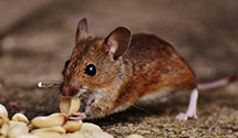 24 Hour & Emergency Exterminators in Lenox Hill, NY